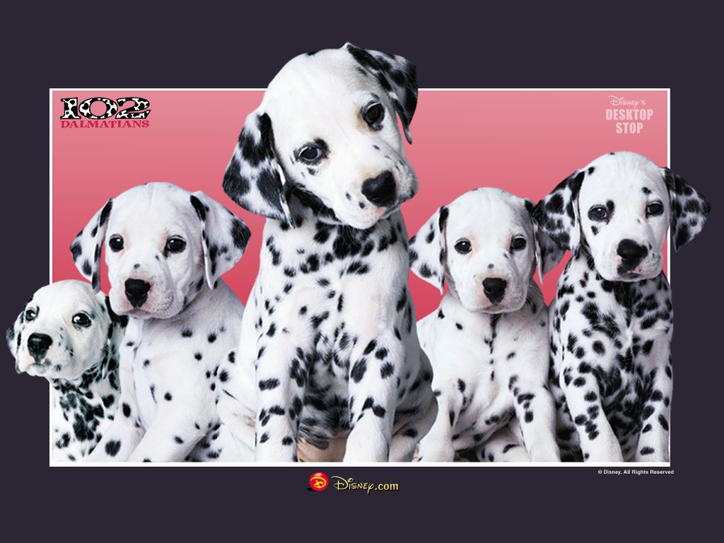 102 Dalmatians desktop